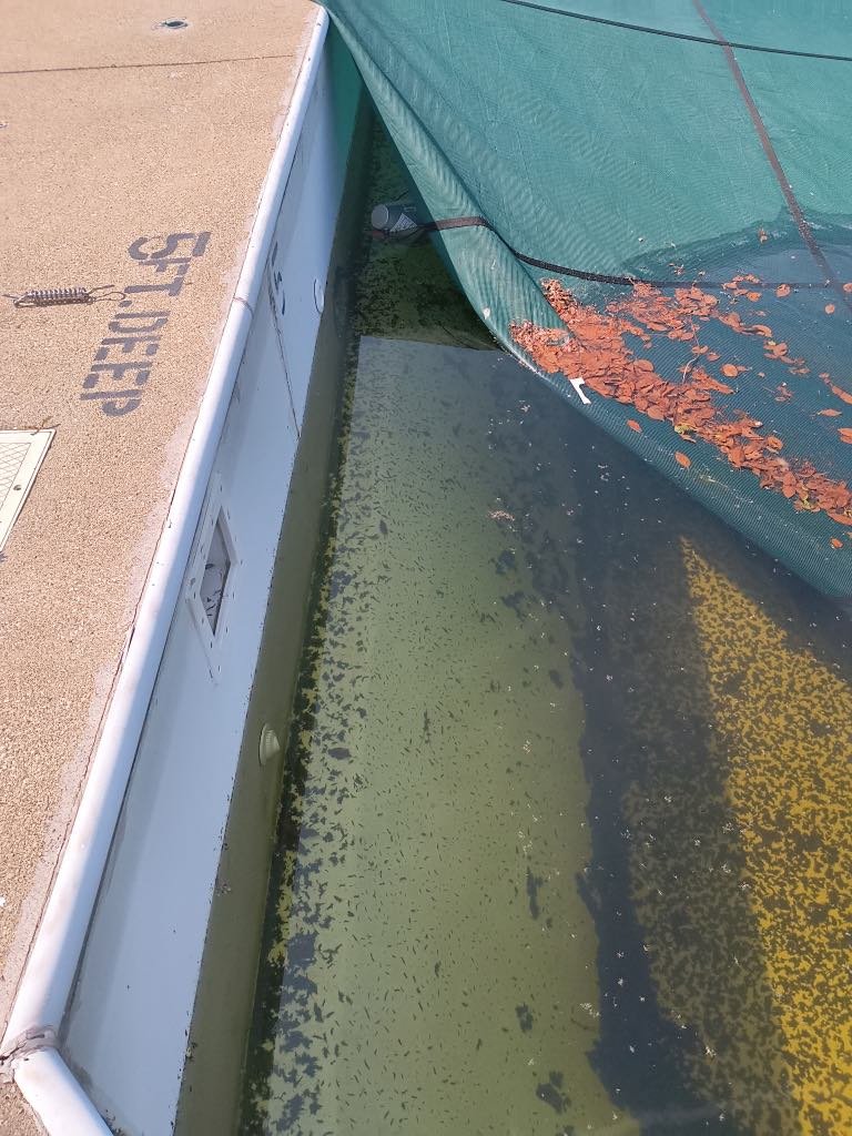Pool maintenance and care work